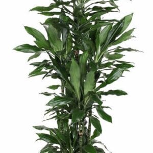 Dracaena Janet Lind Dracaena Janet Lind 120-carrousel
(1 Plants/Order)(34cmP 200cmH)