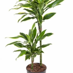 Dracaena Golden Coast Dracaena Gold Coast 45-15
(1 Plants/Order)(19cmP 90cmH)