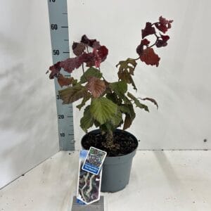 Corylus avellana Red Majestic'
(1 Plants/Order)(23cmP 60cmH)