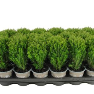 Thuja Teddy Thuja occidentalis 'Teddy' 
(24 Plants/Order)(9cmP 15cmH)