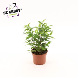 Ficus Natasja Ficus benjamina 'Natasja'
(12 Plants/Order)(12cmP 30cmH)