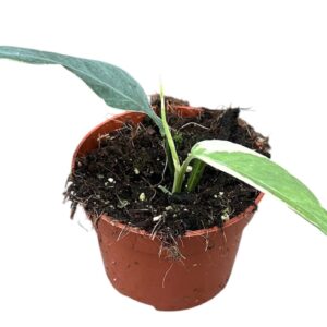 Epipremnum pinnatum Epipremnum Pinnatum Ghostie
(1 Plants/Order)(10.5cmP 15cmH)