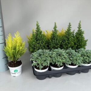 Chamaecyparis Woody World
(12 Plants/Order)(9cmP 20cmH)