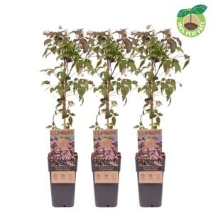 Clematis Fragrant Spri Clematis montana 'Fragrant Spring'
(10 Plants/Order)(15cmP 60cmH)
