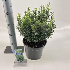 Euonymus Microphyllus Albovariegatu Euonymus jap. 'Micr. Albovariegatus'
(1 Plants/Order)(23cmP 40cmH)