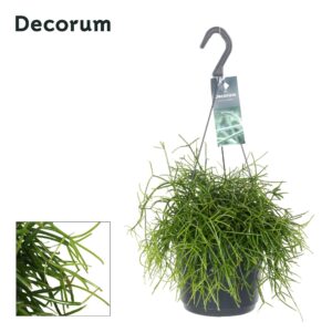 Rhipsalis baccifera 'Oasis' Rhipsalis bacci. 'Oasis' HP 17 cm
(6 Plants/Order)(17cmP 35cmH)