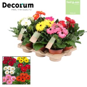 Gerbera Gerbera 3+ bl. 12cm Feel Green, nature Decorum
(6 Plants/Order)(12cmP 20cmH)