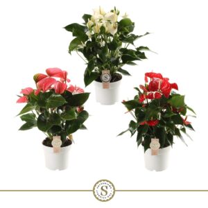 Anthurium mixed 3 c Top mix 17cm
(6 Plants/Order)(17cmP 60cmH)