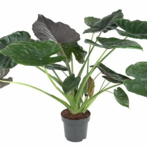 Alocasia wentii Alocasia Wentii (NO GAP)
(1 Plants/Order)(32cmP 120cmH)