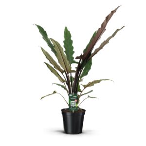 Alocasia Lauterbachiana Alocasia Lauterbachiana
(5 Plants/Order)(19cmP 80cmH)