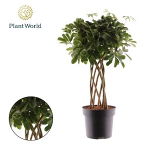 Schefflera Compacta Schefflera Compacta (Nora) koker
(1 Plants/Order)(24cmP 85cmH)