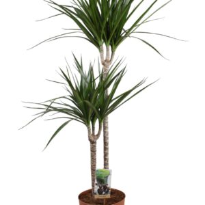 Dracaena marginata Dracaena Marginata 60-30
(1 Plants/Order)(19cmP 110cmH)