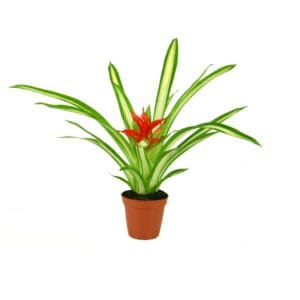 Guzmania Guzmania Ice Cream
(6 Plants/Order)(5.5cmP 15cmH)