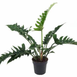 Philodendron Narrow Escape Philodendron Narrow P19
(1 Plants/Order)(19cmP 60cmH)