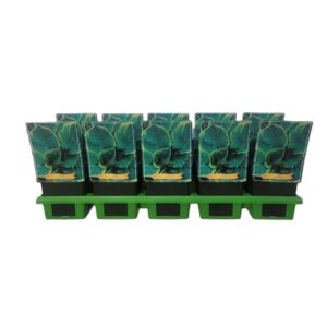 Hosta other Hosta 'Yellow River' P11
(10 Plants/Order)(11cmP 25cmH)