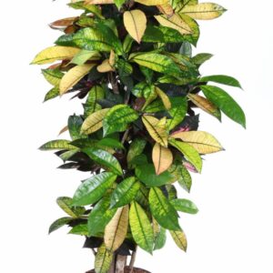 Codiaeum Mrs Iceton Codiaeum Mrs Iceton busch P31
(1 Plants/Order)(31cmP 140cmH)