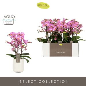 Phalaenopsis Multifl. typ Honeybee Optimost Honeybee 3 spike in Molise White Aquo
(6 Plants/Order)(12cmP 45cmH)