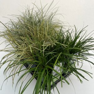 Siergrassen mix Carex mix in tray
(6 Plants/Order)(17cmP 30cmH)