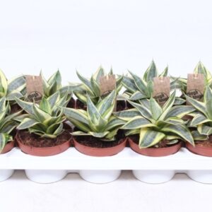 Sansevieria Golden Hahnii Sansevieria Golden Hahnii
(10 Plants/Order)(12cmP 20cmH)