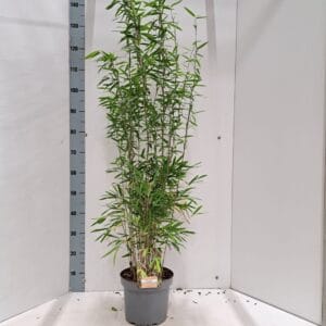 Fargesia nitida Volcano
(1 Plants/Order)(23cmP 60cmH)