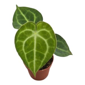Anthurium Leaf Anthurium King of Clarinervium Sulanjana
(5 Plants/Order)(7cmP 30cmH)