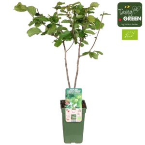 Corylus Roter Zellernusz Corylus Red Zellernoot Bio P19
(6 Plants/Order)(19cmP 50cmH)