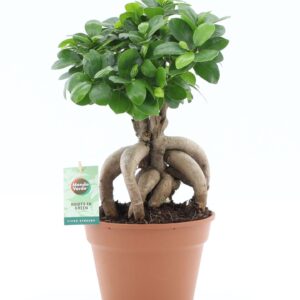 Ficus Ginseng Ficus micr. Ginseng
(6 Plants/Order)(17cmP 40cmH)