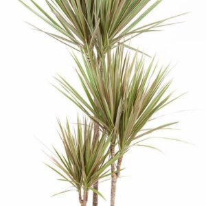 Dracaena Bicolor Dracaena Bicolor 60-30-15
(1 Plants/Order)(21cmP 120cmH)