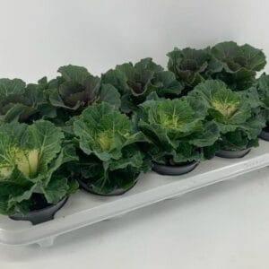 Brassica glad mix
(10 Plants/Order)(10.5cmP 20cmH)