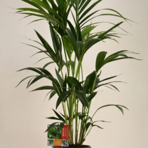 Howea forsteriana KENTIA - P21 H110 - 6PP (Howea forsteriana)
(1 Plants/Order)(21cmP 110cmH)