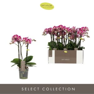 Phalaenopsis Bubbles Optimost Bubbles 4 spike
(6 Plants/Order)(12cmP 45cmH)