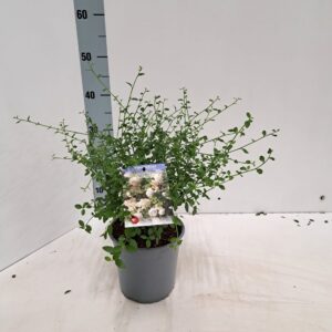 Ceanothus thyrsiflorus Ceanothus thyr. 'Millerton Point'
(1 Plants/Order)(17cmP 25cmH)