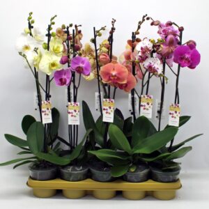 Phalaenopsis mixed 1-tak 60 cm (GROEN)
(10 Plants/Order)(12cmP 60cmH)