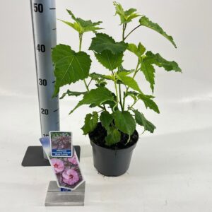 Hibiscus Hibiscus Carousel Pink Candy ('Tahi12'PBR)
(6 Plants/Order)(17cmP 30cmH)