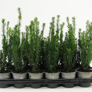 Taxus media Hillii Taxus media 'Hillii'
(24 Plants/Order)(9cmP 15cmH)