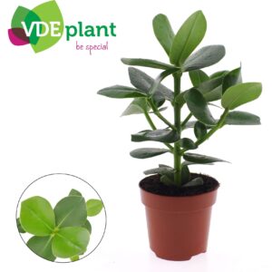 Clusia rosea Princess Clusia Princess
(10 Plants/Order)(12cmP 30cmH)