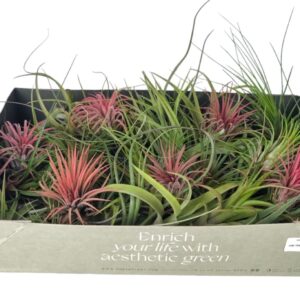 Tillandsia tillandsia mix x25
(25 Plants/Order)(8cmP 8cmH)