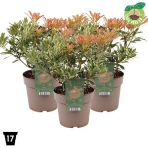 Pieris Flaming Silver japonica
(1 Plants/Order)(17cmP 30cmH)