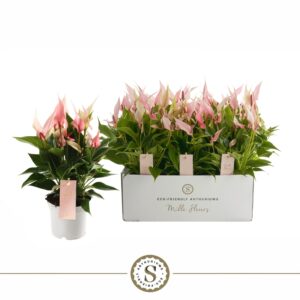 Anthurium Lilli Mille Fleurs Lilli 12cm
(6 Plants/Order)(12cmP 40cmH)