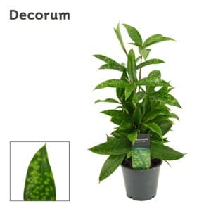 Dracaena surculosa Dracaena Surculosa 12 cm (Decorum)
(10 Plants/Order)(12cmP 40cmH)