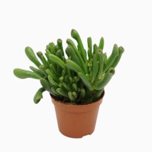 Crassula Gollum Crassula gollum 8,5 cm
(12 Plants/Order)(8.5cmP 10cmH)