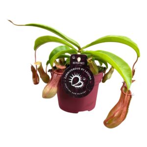 Nepenthes Alata Nepenthes Alata 12 cm
(6 Plants/Order)(12cmP 17cmH)
