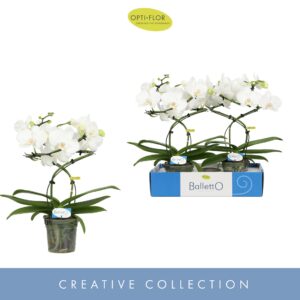 Phalaenopsis white more Ripsen Balletto Wing 2 spike
(2 Plants/Order)(12cmP 40cmH)