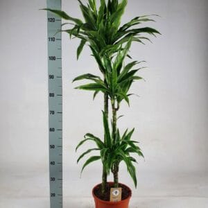 Dracaena Lemon Lime Dracaena lemon lime 'Jumbo' 90-60-30 140
(1 Plants/Order)(24cmP 140cmH)