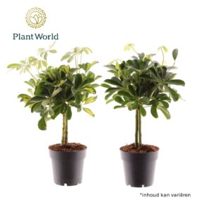 Schefflera Schefflera op stam mix (Gold Capella & Compacta)
(7 Plants/Order)(14cmP 50cmH)