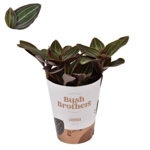 Ludisia Ludisia 9 cm
(6 Plants/Order)(9cmP 15cmH)