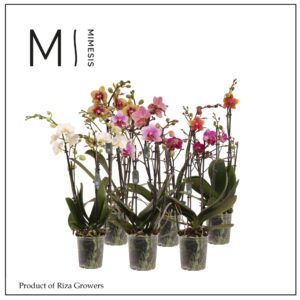 Phalaenopsis Multiflora Phalaenopsis Multi mix 4 spike - 12cm | Mimesis
(12 Plants/Order)(12cmP 50cmH)