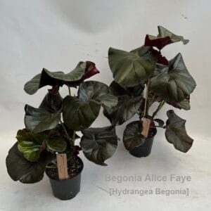 Begonia Begonia Alice Faye 14cm [Hydrangea Beg.]
(6 Plants/Order)(14cmP 50cmH)