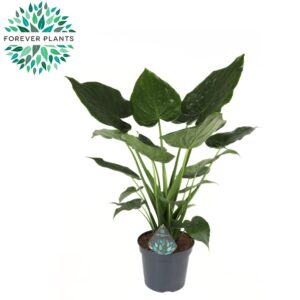 Alocasia cucullata Alocasia Cucullata p35
(1 Plants/Order)(35cmP 110cmH)
