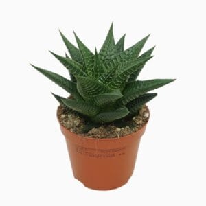 Haworthia limifolia Haworthia limifolia 8,5 cm
(12 Plants/Order)(8.5cmP 14cmH)